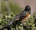 _B223770 spotted towhee